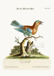 De Blauwe Gaai uit de Oost-Indië